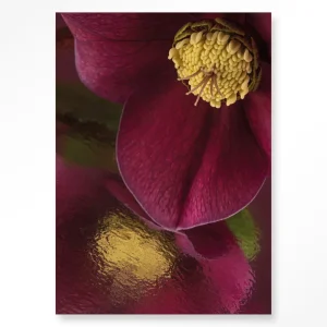 Weerspiegeling Van Een Kerstroos - Moderne Wanddecoratie | Artprint, Glass Art & Wandkleed