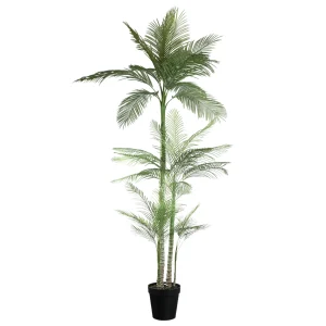 Tree Green Palm Tree In Black Pot 160x160.x248cm PTMD
