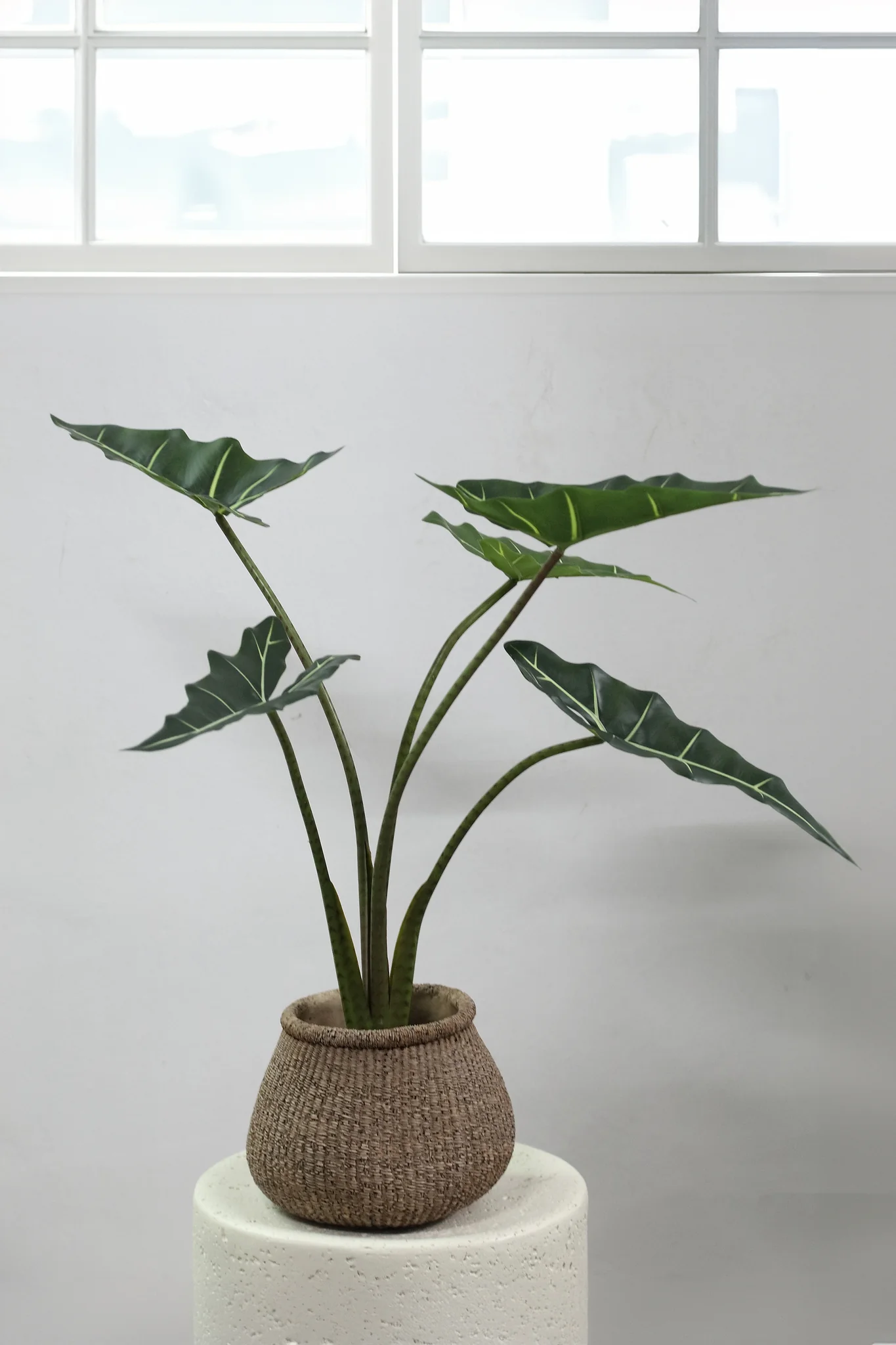 Kunst Alocasia Plant 80 cm – Kunstplant Groen – Inclusief Pot - Afbeelding 3