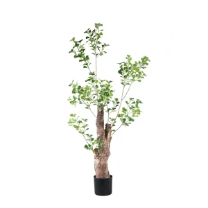 Tree Green Triangularis Tree In Pot 80x80x180cm PTMD