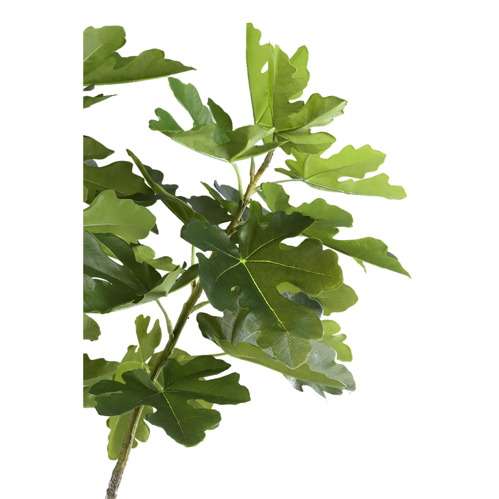 Tree Green Fig Tree In Pot L 118x110x152,5cm PTMD - Afbeelding 3