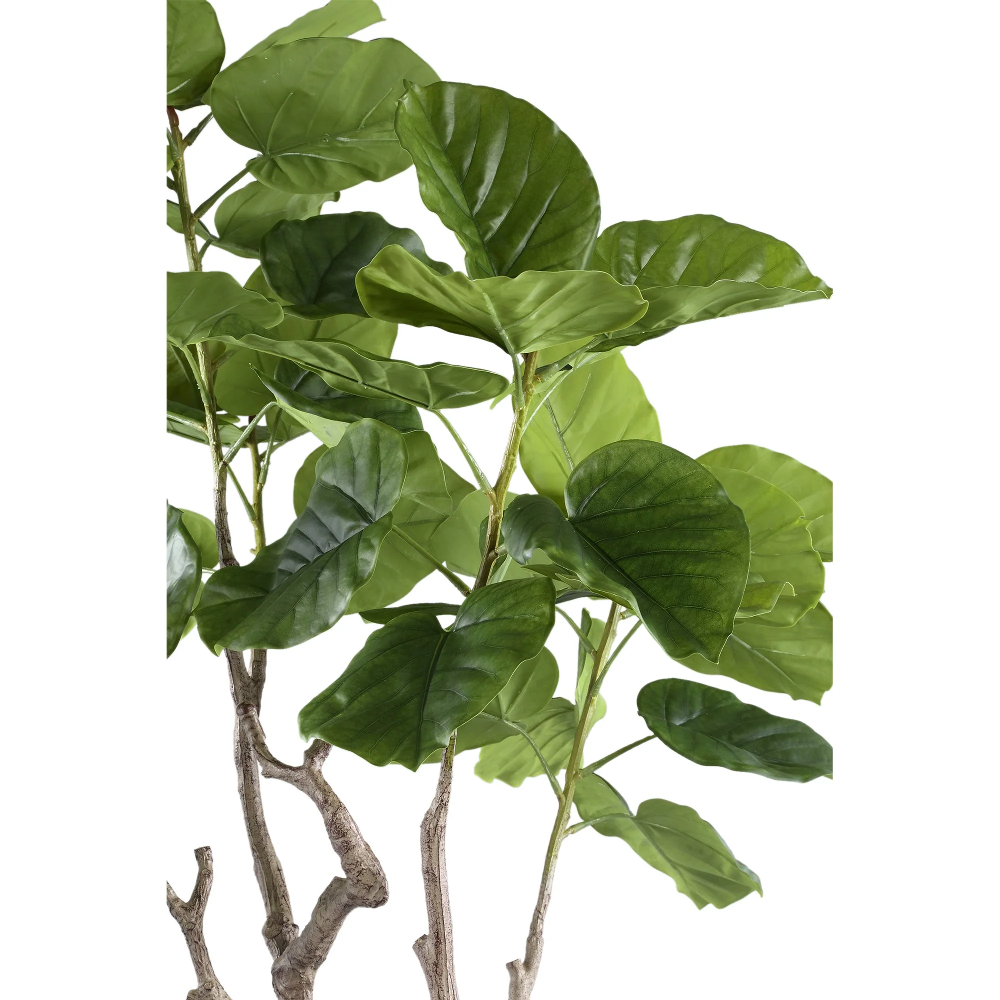 Tree Green Ficus Tree In Pot M 109x115x15,5cm PTMD - Afbeelding 4