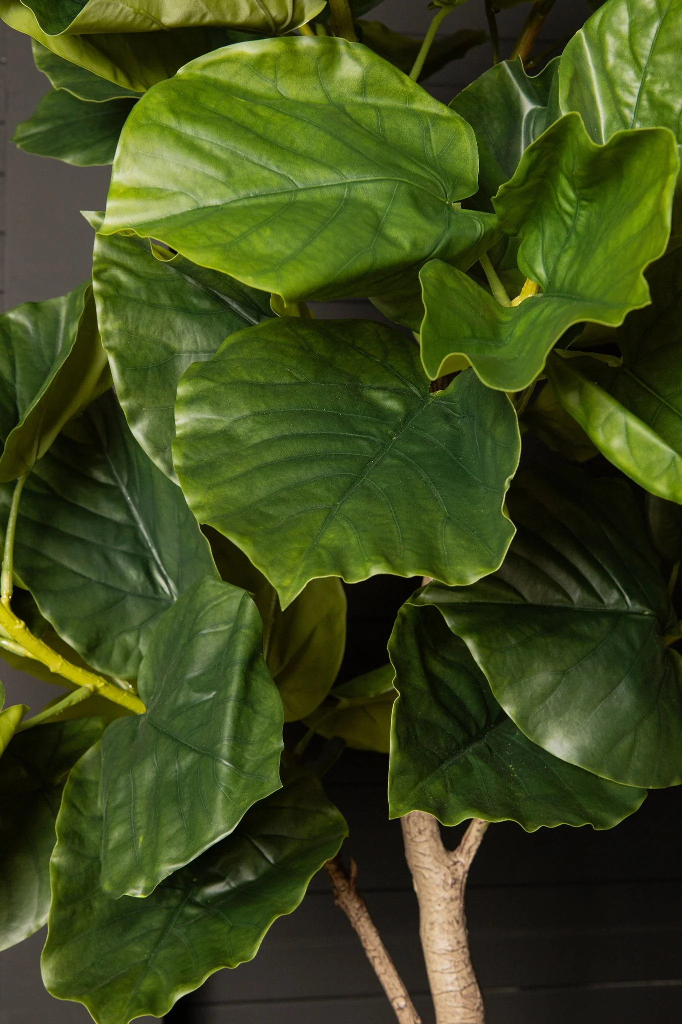 Tree Green Ficus Tree In Pot M 109x115x15,5cm PTMD - Afbeelding 3