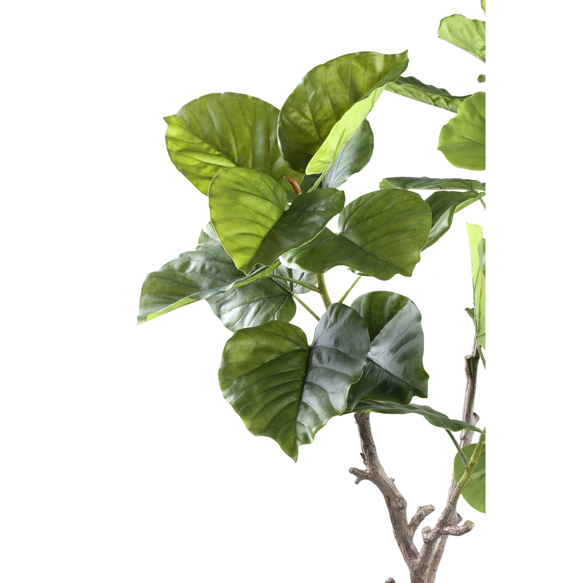 Tree Green Ficus Tree In Pot S 94x75x122cm PTMD - Afbeelding 3