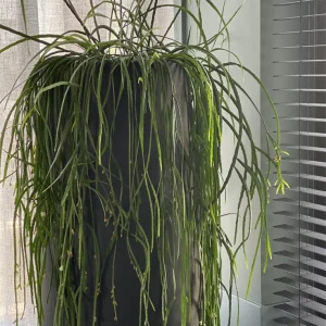 Bloempot Idaho black voor binnen en buiten .