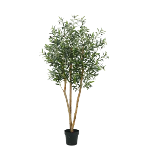 Olijf boom 180cm (wood)