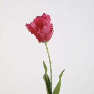 Tulp Parrot Roze
