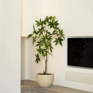 Schefflera boom 150cm