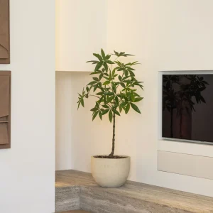 Schefflera boom 120cm