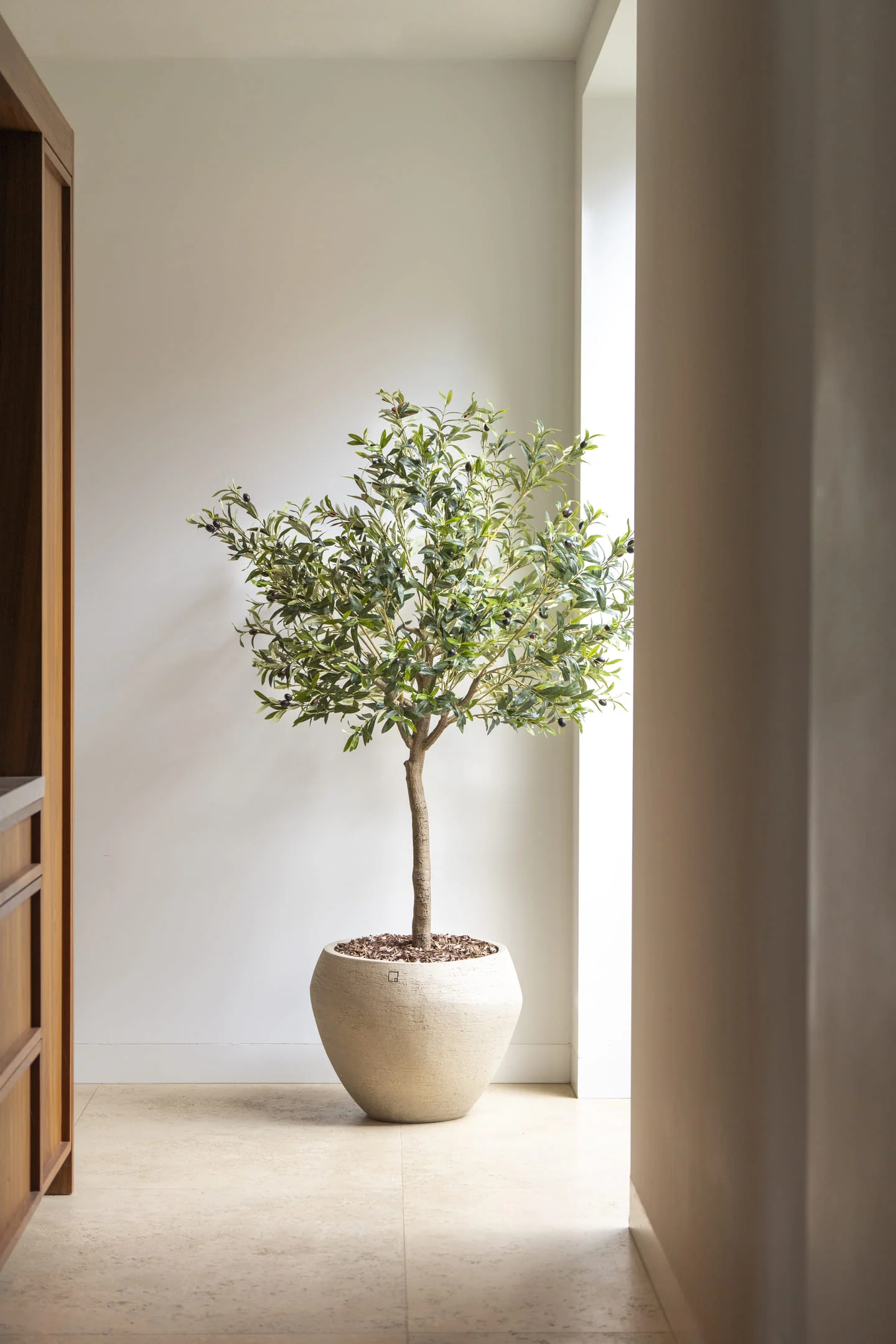 Olijf boom 180cm - Afbeelding 2