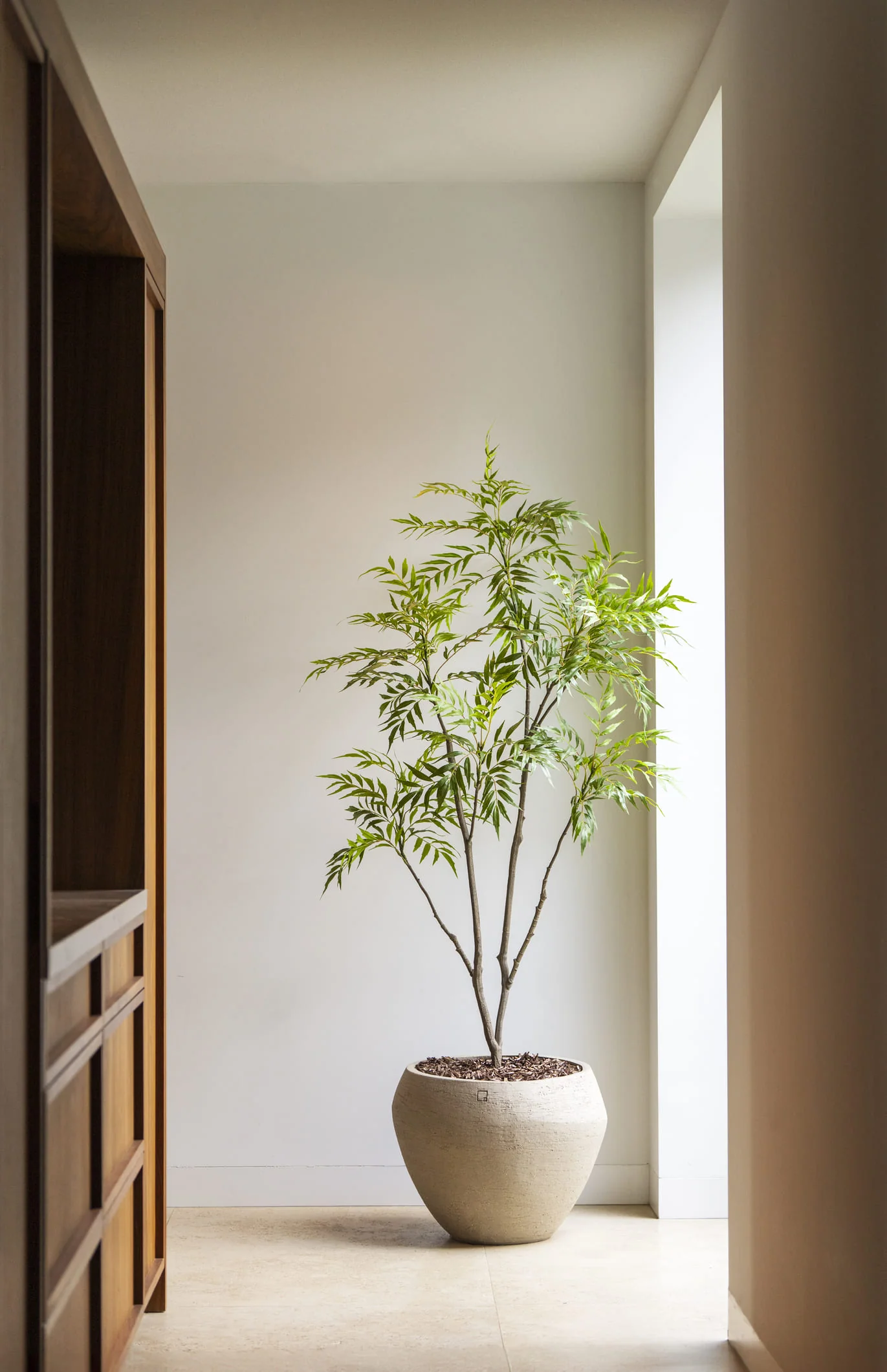 Bamboe boom 180cm - Afbeelding 4