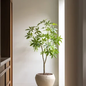 Schefflera boom 180cm