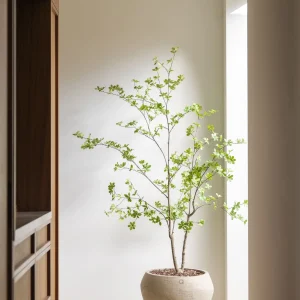 Enkianthus boom 180cm