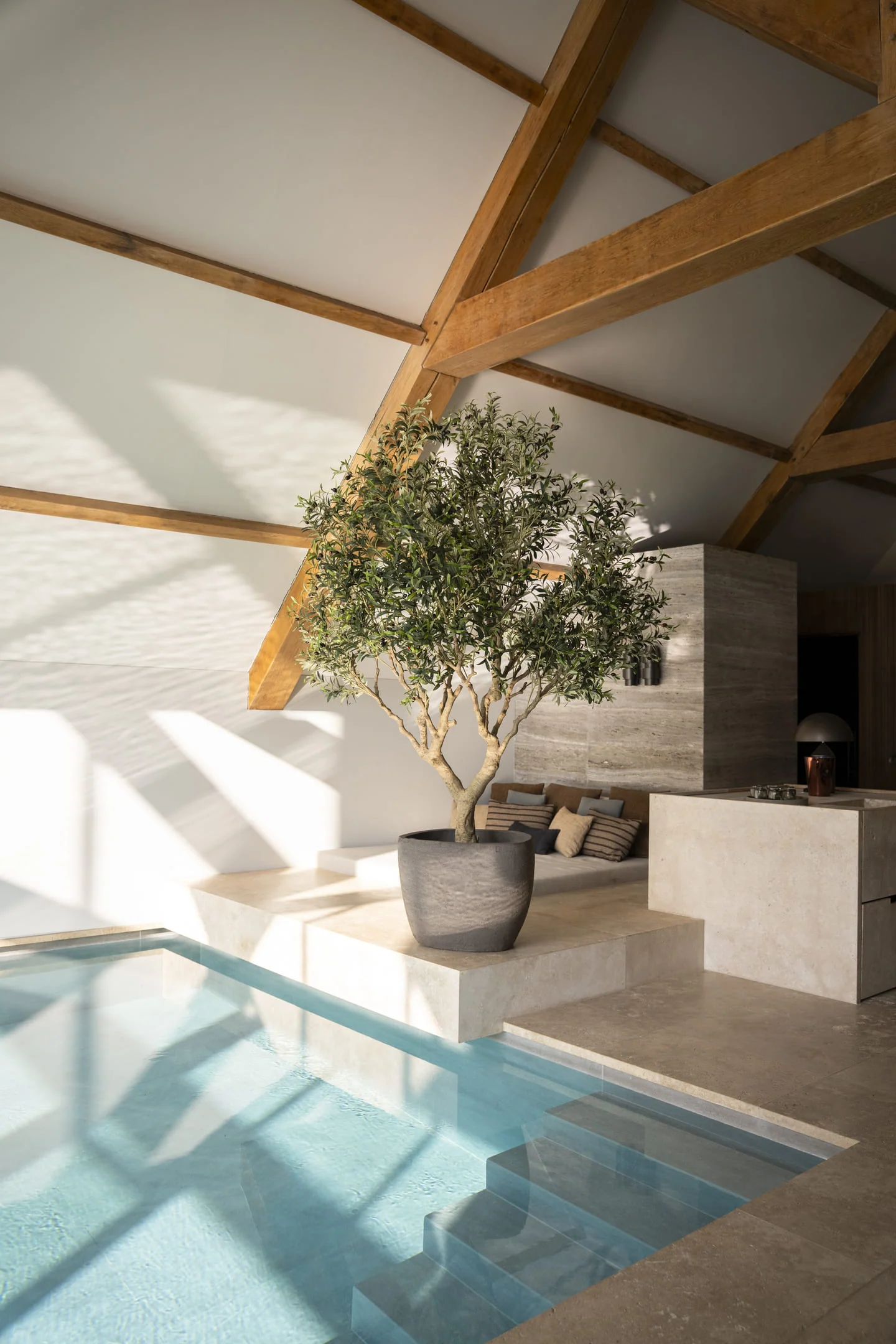 Olijf boom 250cm - Afbeelding 2