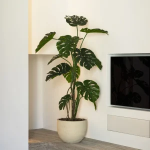 Monstera boom 150cm