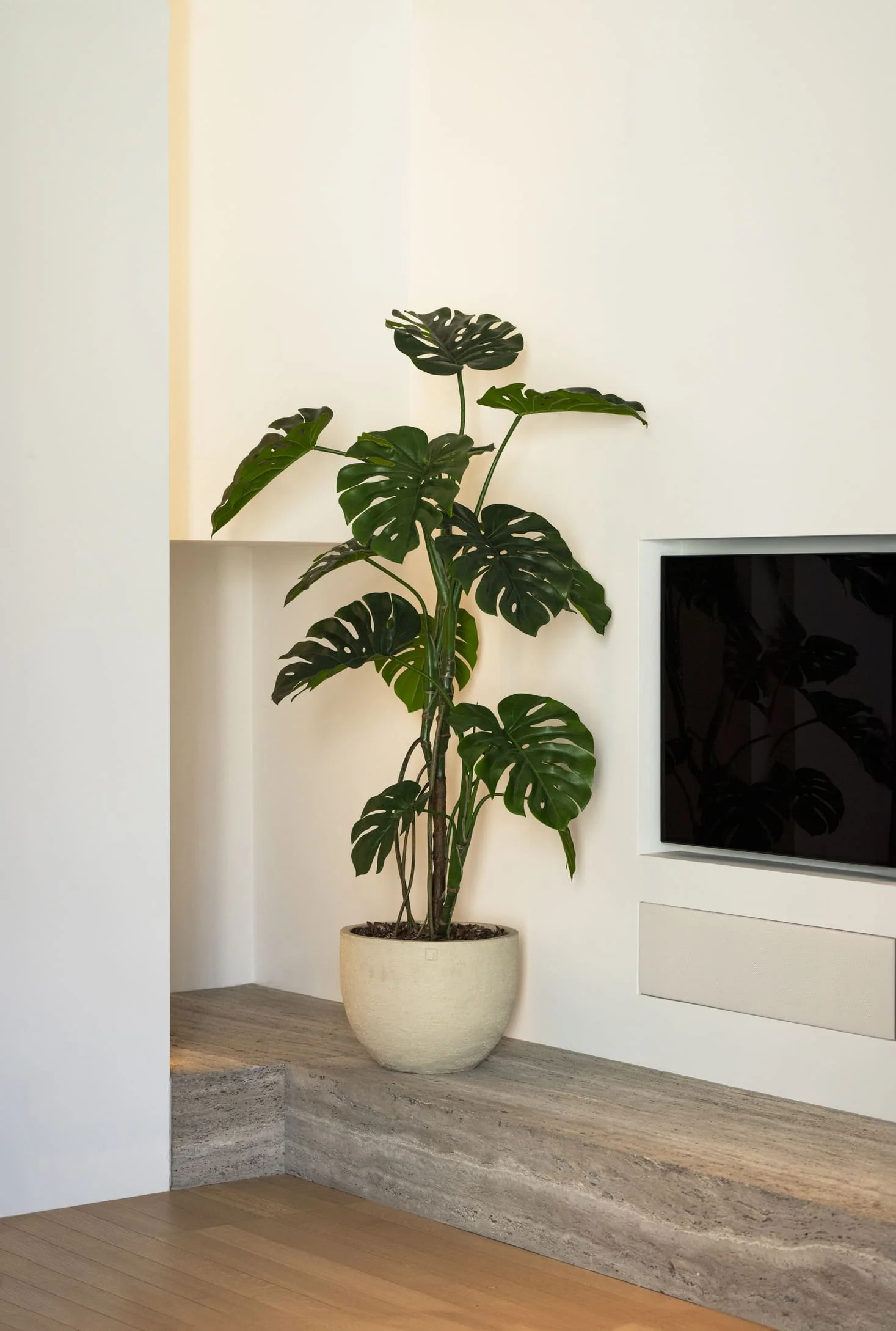 Monstera boom 150cm