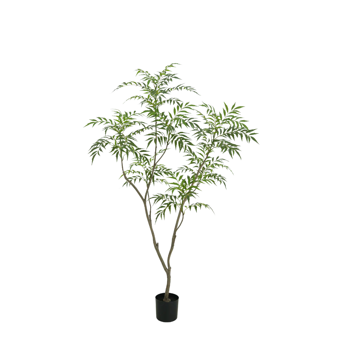 Bamboe boom 180cm - Afbeelding 6