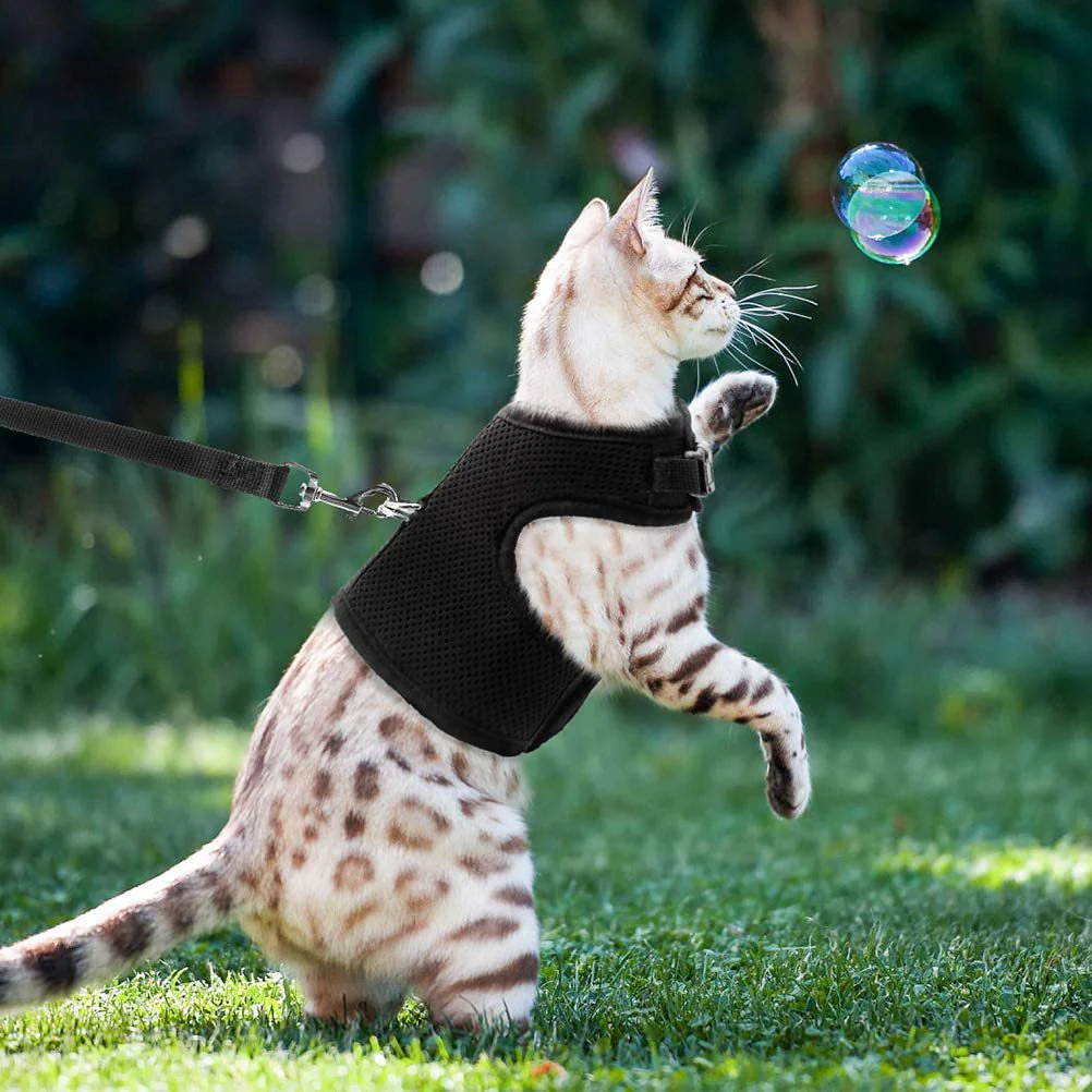 Kattentuigje met Leiband – 2 Meter – Zwart – Comfortabel en Verstelbaar - Afbeelding 6