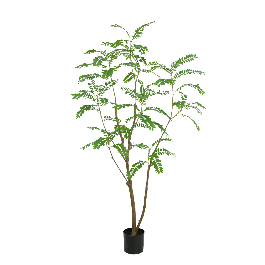 Mimosa boom 210cm - Afbeelding 3