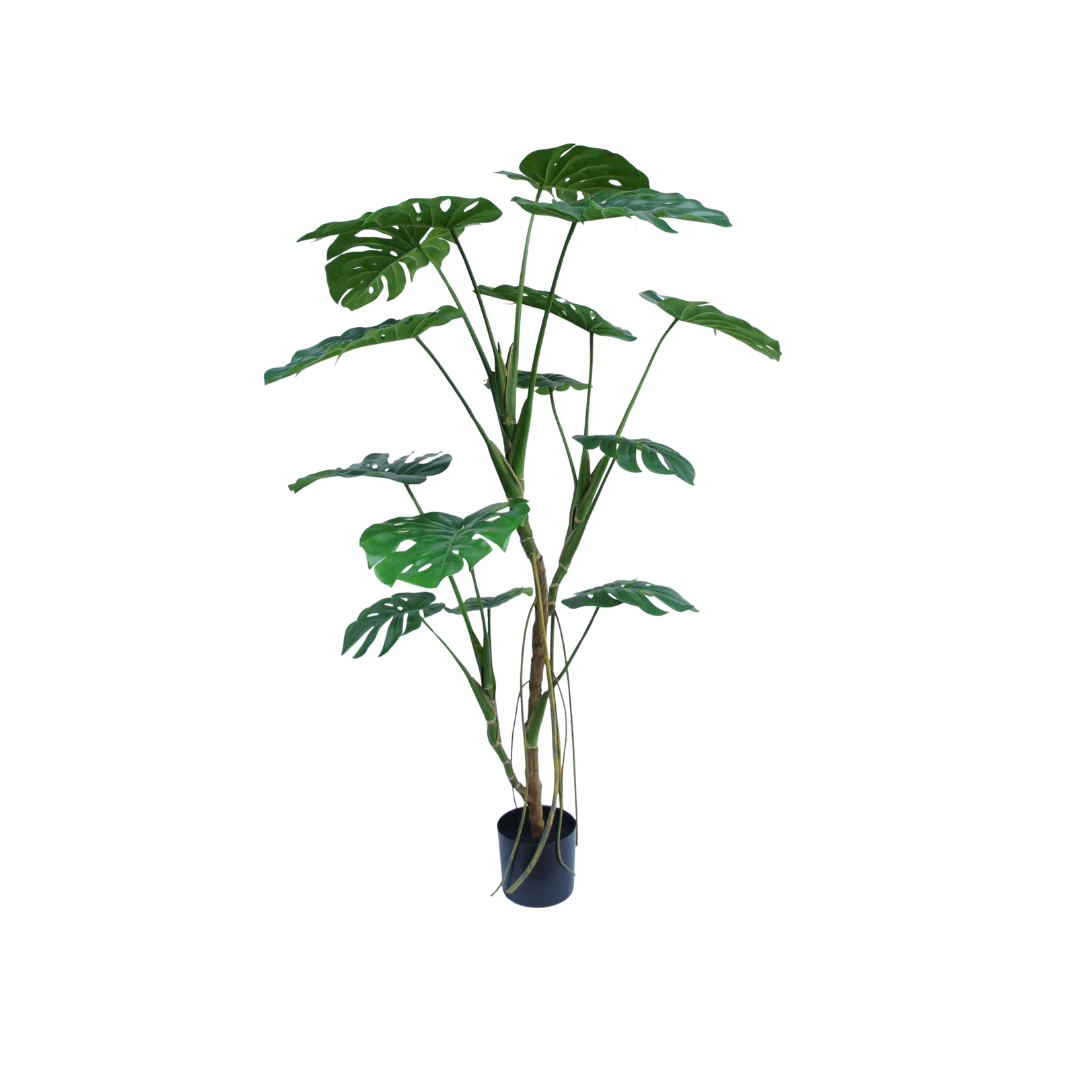 Monstera boom 150cm - Afbeelding 3