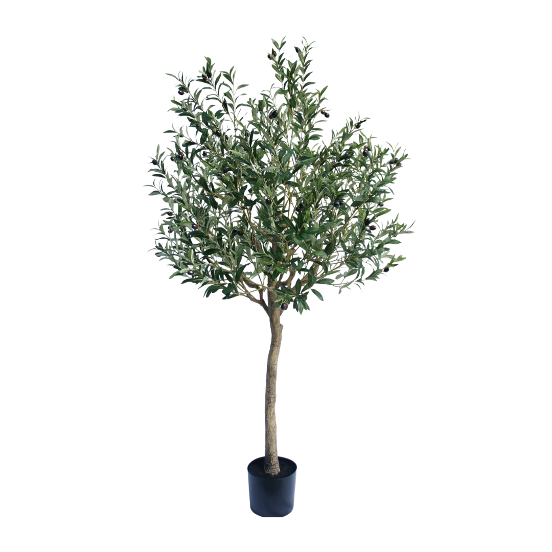 Olijf boom 180cm - Afbeelding 3