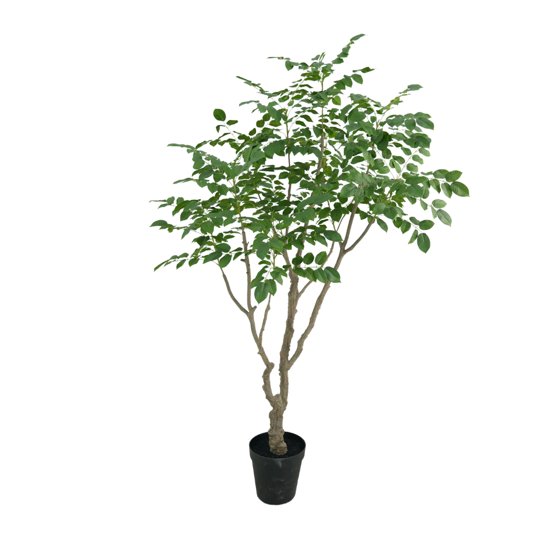 Sandalwood boom 240cm - Afbeelding 3